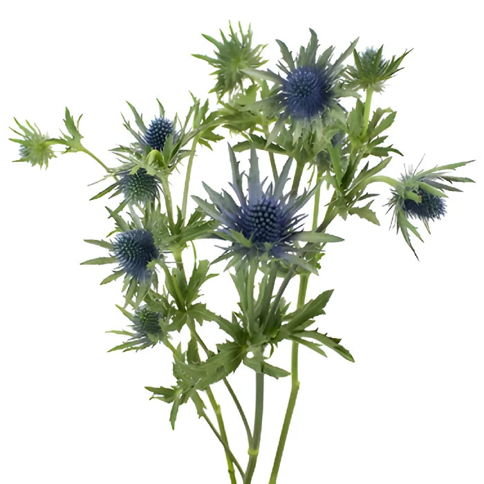 Dark Blue Thistle Flowers