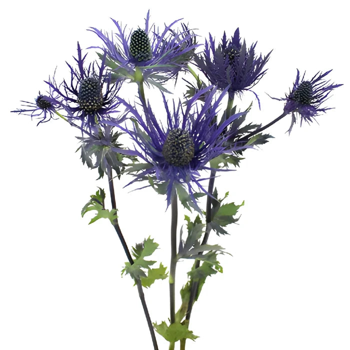 Deep Purple Thistle Flowers