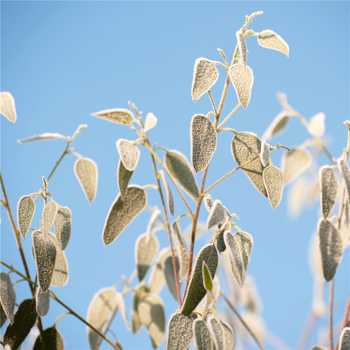 Frosted Eucalyptus Fragrance Oil 988