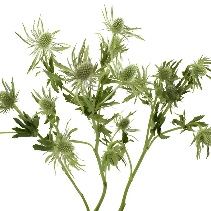 Sage Green Thistle Flowers