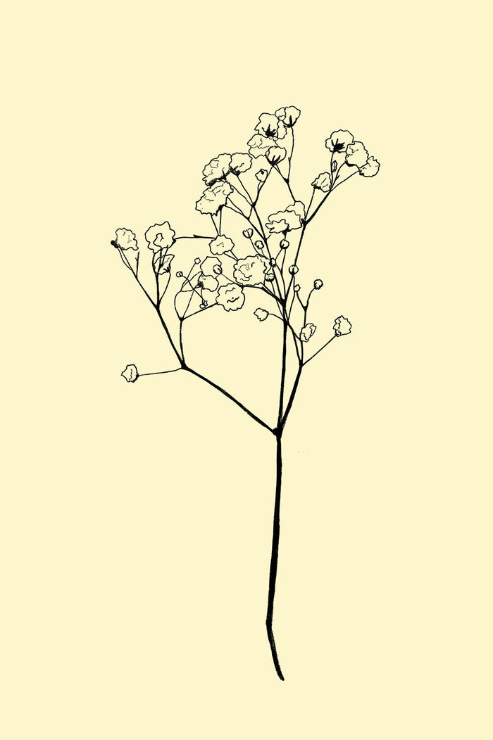 Baby's Breath Stencil Print