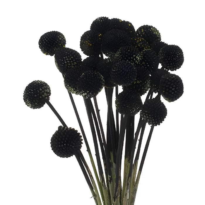Black Tinted Craspedia Billy Balls