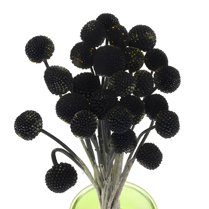 Black Tinted Craspedia Billy Balls
