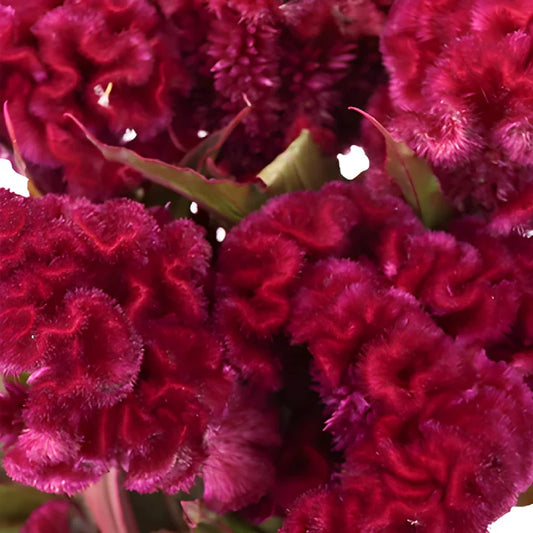 Burgundy Berry Cockscomb Celosia Flowers