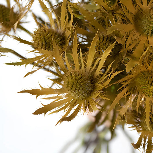 Copper Tinted Thistle Wholesale Flower Upclose