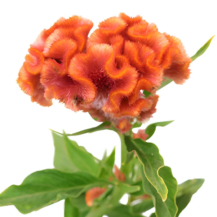 Coral Hues Cockscomb Celosia Flowers