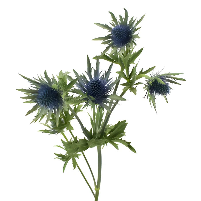 Dark Blue Thistle Flowers