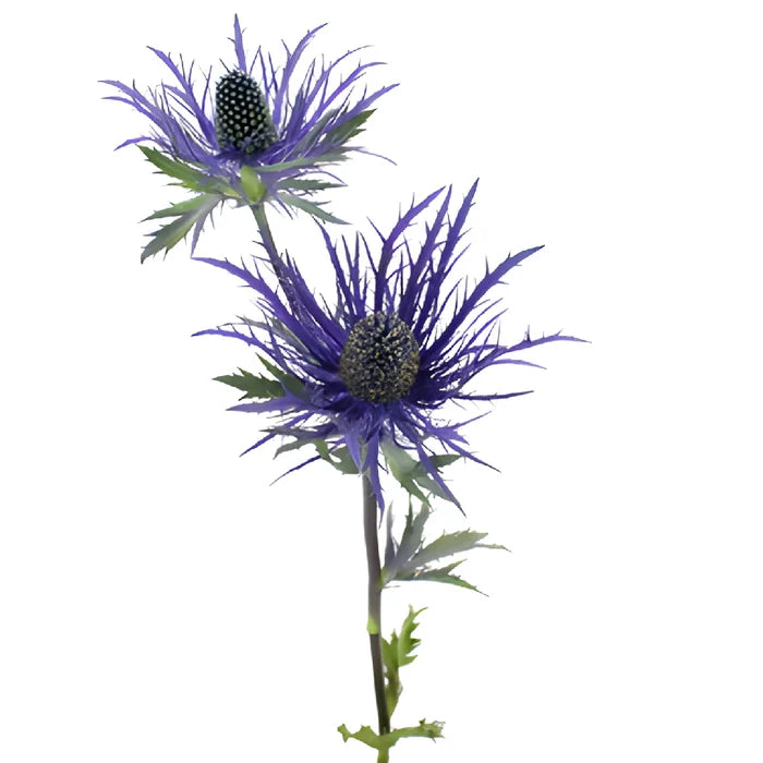 Deep Purple Thistle Flowers