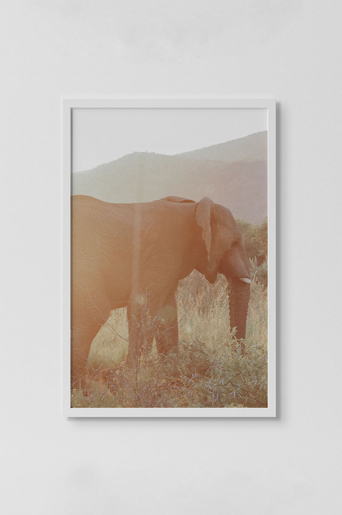 elephant in golden hour light