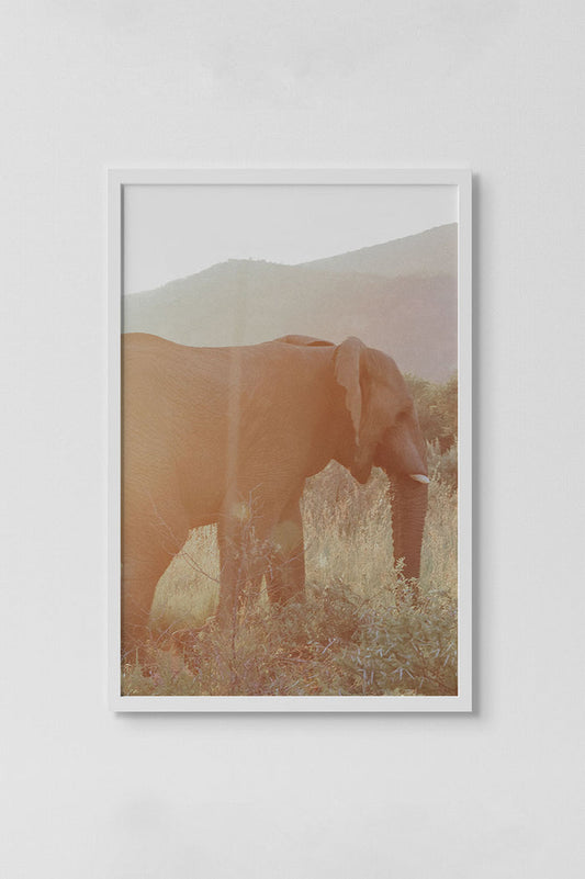 elephant in golden hour light