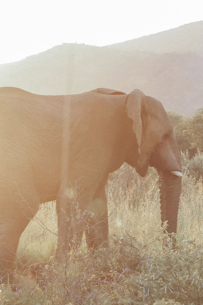 elephant in golden hour light