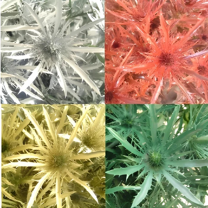 Farm Mix Tinted Thistle Wholesale Flower Upclose
