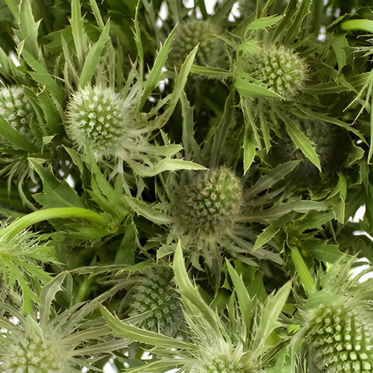 Sage Green Thistle Flowers