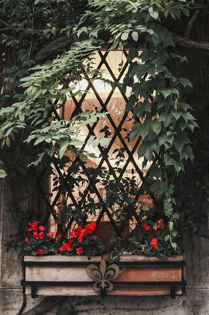 window covered in ivy