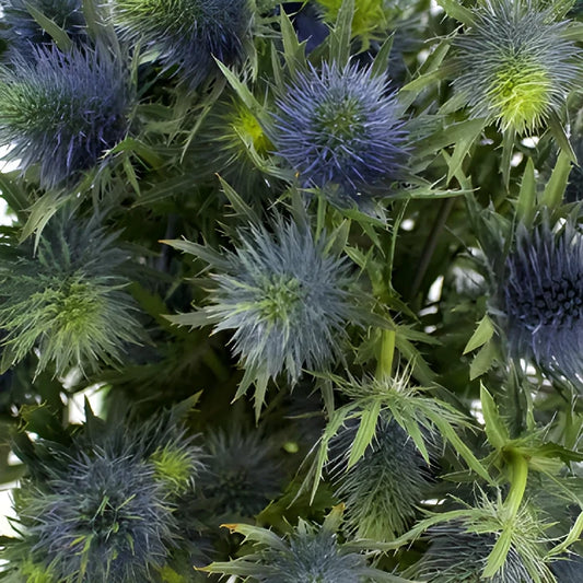 True Blue Supernova Thistle Flowers