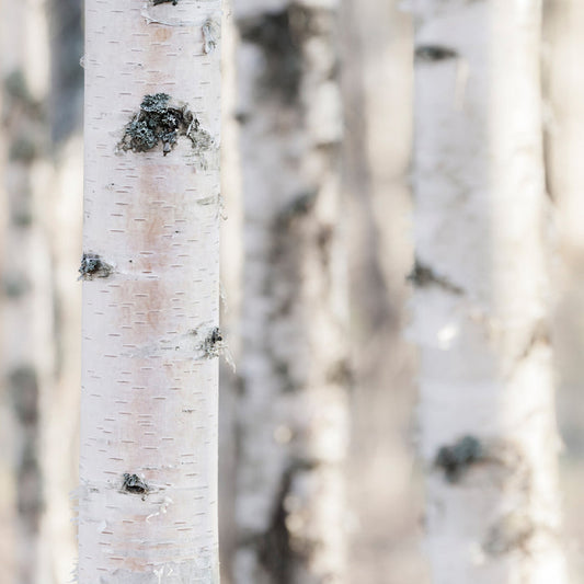 Vanilla Birch Fragrance Oil 901